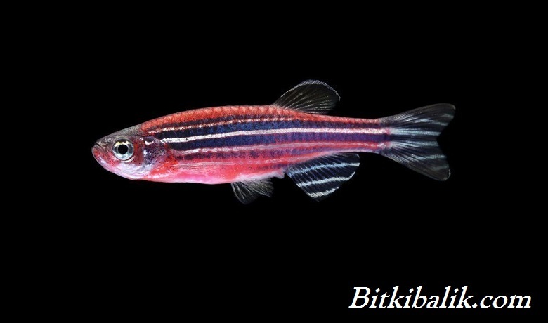 Neon Zebra Balığı