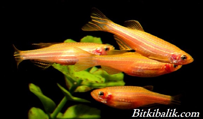 Turuncu Danio Balıkları