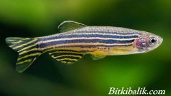 Zebra Danio (Zebra Balığı)