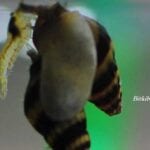 Anentome Helena Karides