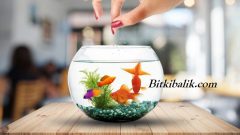 Balıklar Kaç Gün Aç Kalabilir?