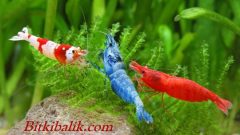 Karidesler Hakkında Sıkça Sorulan Sorular