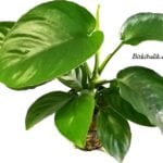 Akvaryum Anubias Barteri