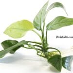 Akvaryum Anubias Bitkisi