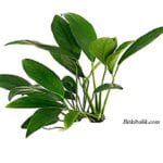 Akvaryumda Anubias Bitkisi Bakımı