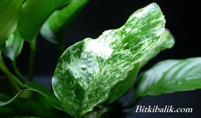 Yaprak Yakın Çekim