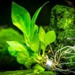 Anubias Bitkisi Nasıl Budanır