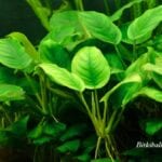 Anubias Bitkisi Nasıl Çoğalır
