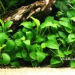 Anubias Bitkisi Nasıl Ürer