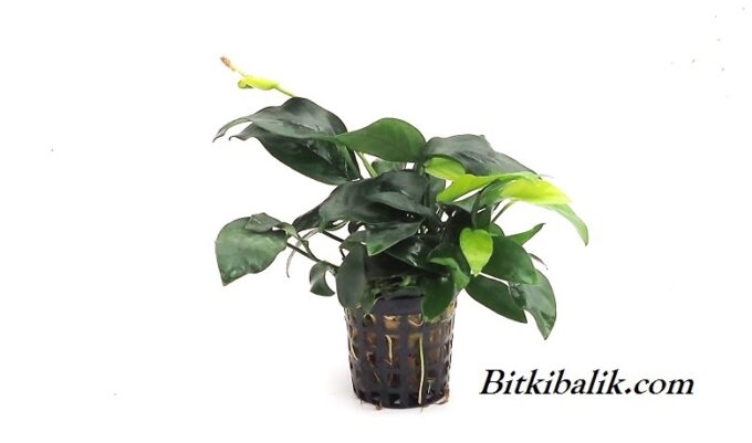 Anubias Bonsai