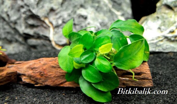 Anubias Nana Petite