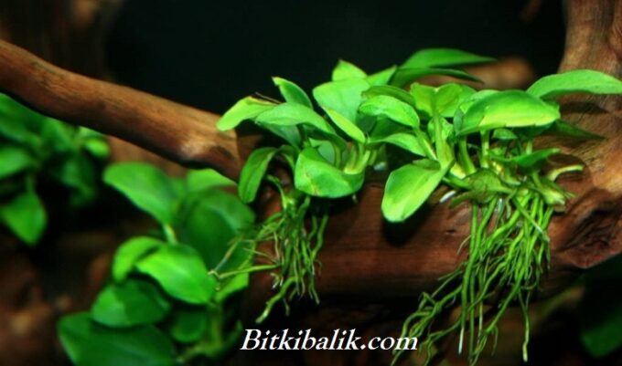 Anubias Nana