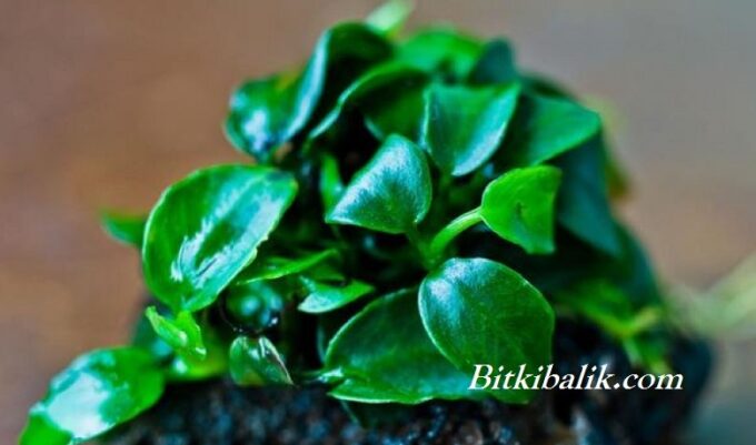 Dekora Tutturulmuş Bitki