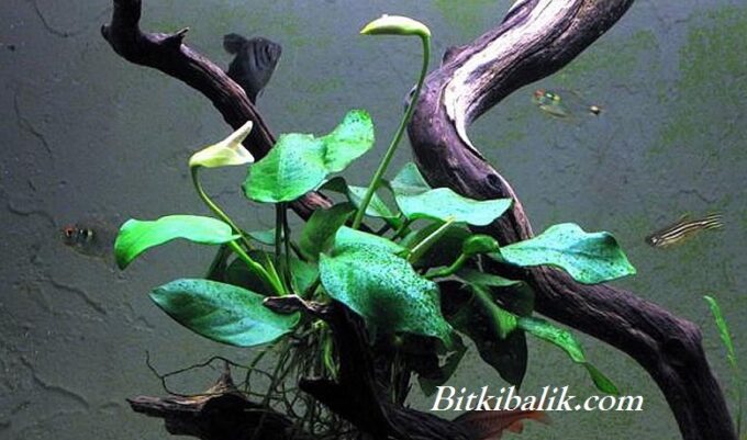 Anubias Yapraklarında Yosunlanma