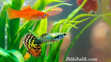 En Güzel Evcil Balık İsimleri