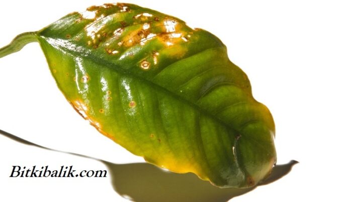 Anubias Bitkisi Yapraklarda Sararma (Besin Eksikliğine Bağlı Sararma ve Delinme)