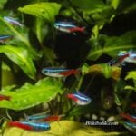 Akvaryumda Neon Balığı Bakımı