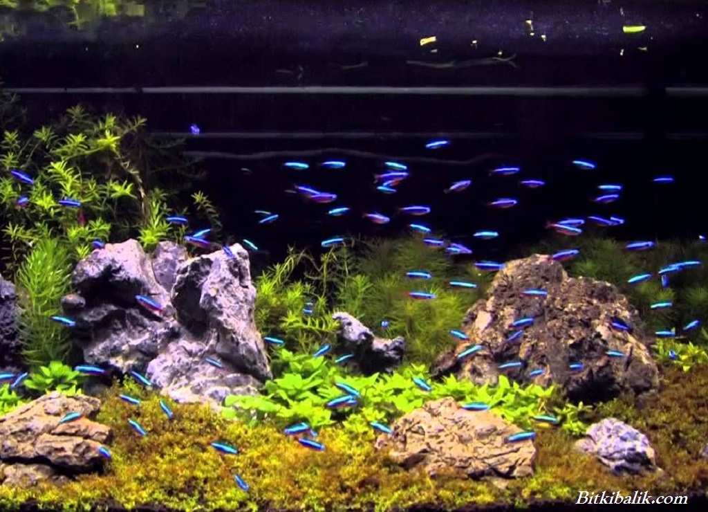 Bitki Akvaryumu Tetra Balıkları