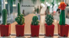 Kaktüs Çeşitleri Hakkında Bilgiler