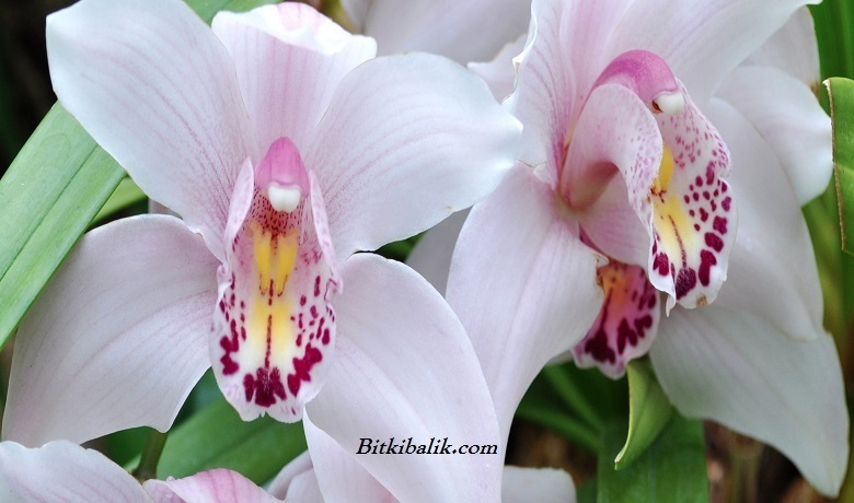 Orchidaceae familyası
