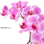 Orkide Çiçeği Fiyatları