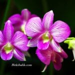 Orkideler Nasıl Çoğaltılır