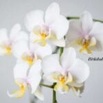 Orkidelerin Anlamları