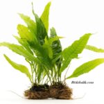 Akvaryum Java Fern