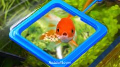 Balıklara Günde Kaç Defa Yem Verilir?