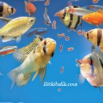 Balıklara Kaf Defa Yem Verilmeli