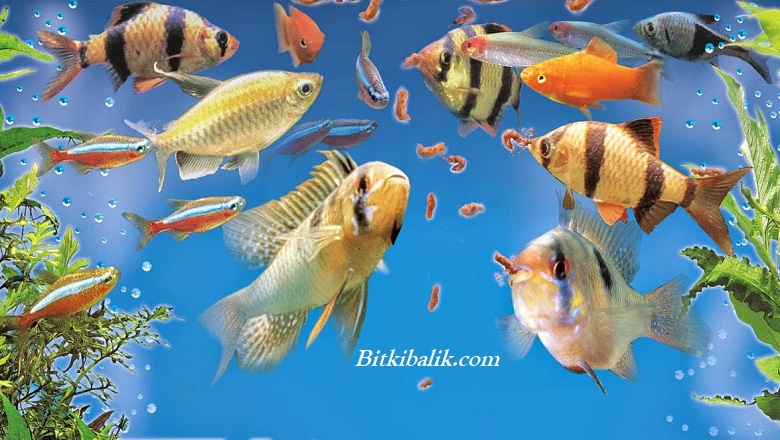 Balıklara Kaf Defa Yem Verilmeli