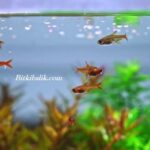 Balıklara Ne Kadar Yem Atılmalı