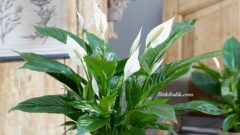 Barış Çiçeği Bakımı Hakkında Herşey