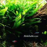 Bitkili Tetra Akvaryumu