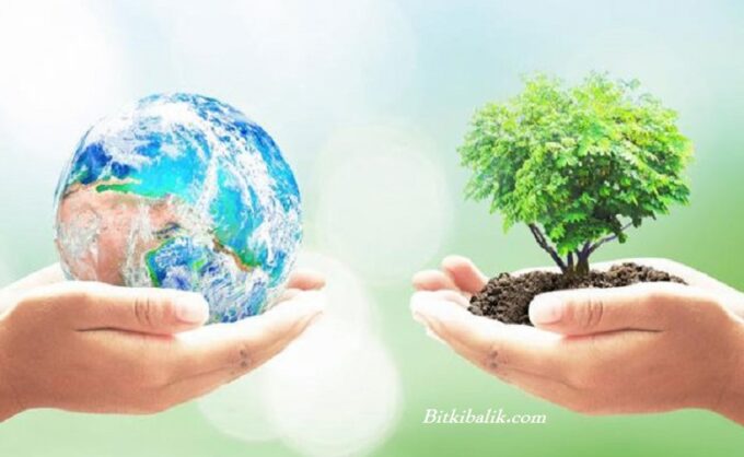 Bonsai Ağacı Anlamı