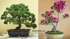 Bonsai Ağacı Bakımı Nasıl Olmalı?