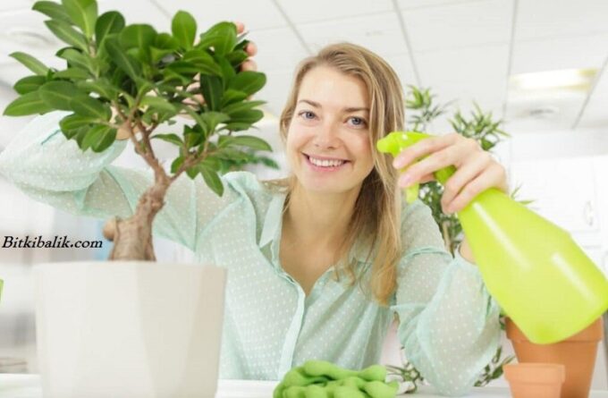 Bonsai Ağacı Bakımı