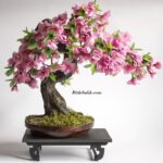 Bonsai Çiçeği Faydaları