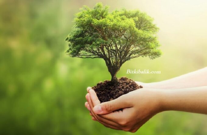 Bonsai Saksı Değişimi