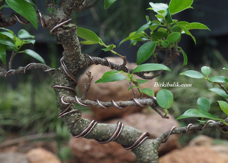 Bonsai Telleme