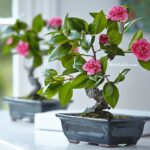 Çiçekli Bonsai Bitkisi