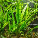 Dar Yapraklı Java Fern Dekoru