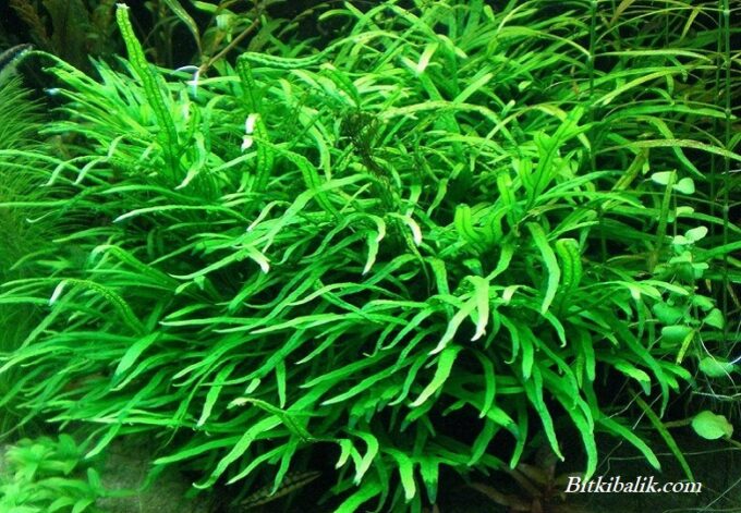 Dar Yapraklı Java Fern