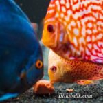 Discuslara Kaç Kez Yem Verilir