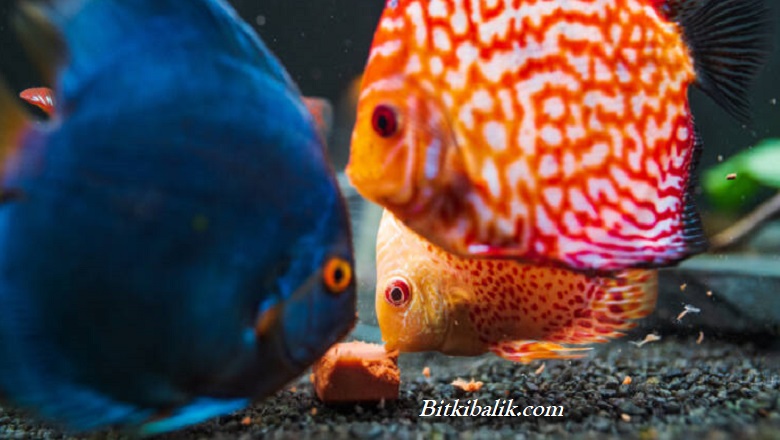 Discuslara Kaç Kez Yem Verilir