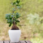 Ficus Bonsai