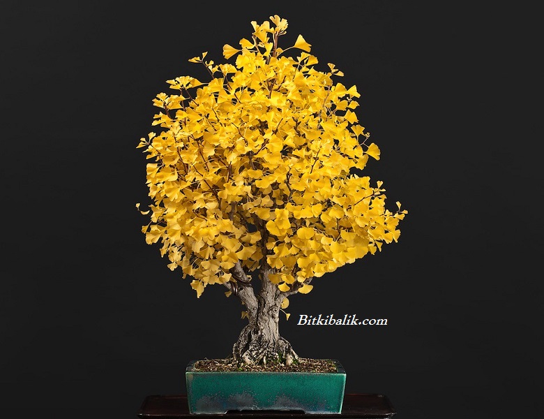 Ginkgo Biloba bonsai