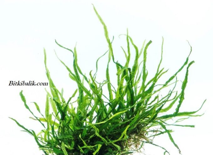 İğne Yapraklı Java Fern