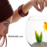 Japon Balıkları Günde Kaç Yem Yer