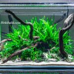 Java Fern Akvaryumu
